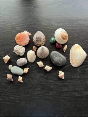 Natural Sea Shells & Beach Stones Lot Spotted Cowrie Scallop Shell Decorative